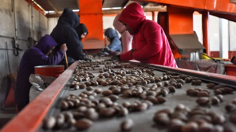 Productores de nuez le apuestan a lo orgánico